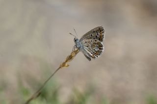 okgzl Balkan Mavisi (Aricia anteros )