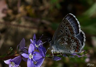 okgzl Balkan Mavisi (Aricia anteros )