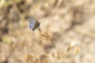 okgzl Balkan Mavisi (Aricia anteros )