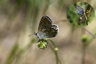 okgzl Balkan Mavisi (Aricia anteros )