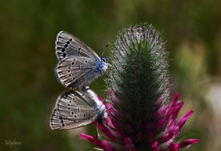 Anadolu Karagz Mavisi (Glaucopsyche astraea)