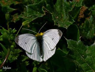 Yalanc Beyazmelek (Pieris pseudorapae)