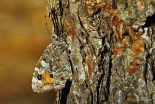 YURTDISI, Kbrs Kzlmelei (Hipparchia cypriensis)