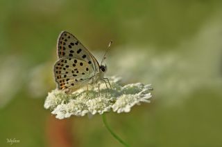 sli Bakr Gzeli (Lycaena tityrus)