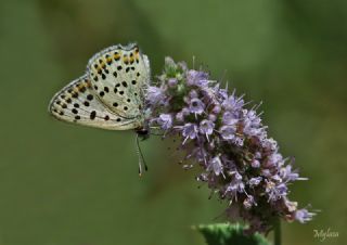 sli Bakr Gzeli (Lycaena tityrus)