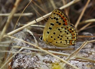 sli Bakr Gzeli (Lycaena tityrus)