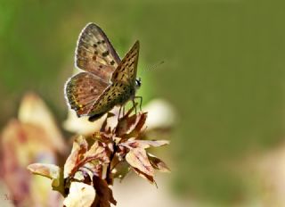 sli Bakr Gzeli (Lycaena tityrus)