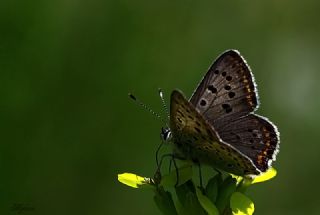 �sli Bak�r G�zeli&nbsp;(Lycaena&nbsp;tityrus)