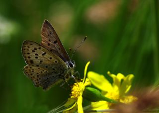 sli Bakr Gzeli (Lycaena tityrus)