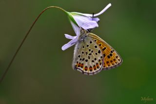 sli Bakr Gzeli (Lycaena tityrus)