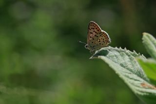 sli Bakr Gzeli (Lycaena tityrus)