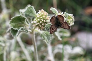 sli Bakr Gzeli (Lycaena tityrus)