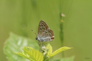 sli Bakr Gzeli (Lycaena tityrus)