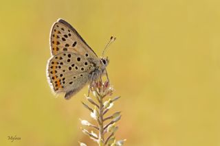 sli Bakr Gzeli (Lycaena tityrus)