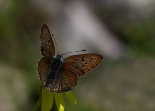 sli Bakr Gzeli (Lycaena tityrus)