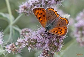 sli Bakr Gzeli (Lycaena tityrus)