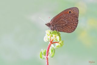 Uygur G�zelesmeri&nbsp;(Proterebia&nbsp;afra)