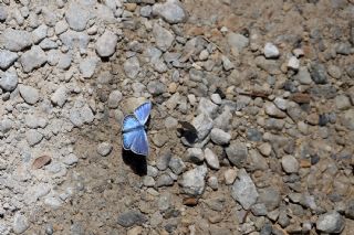 okgzl Attalos Mavisi (Polyommatus schuriani attalaensis)