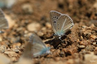 okgzl Attalos Mavisi (Polyommatus schuriani attalaensis)