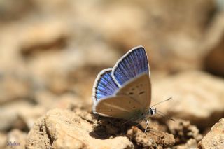 okgzl Attalos Mavisi (Polyommatus schuriani attalaensis)