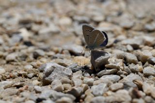 okgzl Attalos Mavisi (Polyommatus schuriani attalaensis)