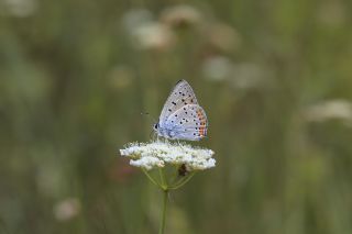 Byk Mor Bakr Gzeli (Lycaena alciphron)