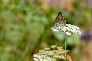 B�y�k Mor Bak�r G�zeli&nbsp;(Lycaena&nbsp;alciphron)
