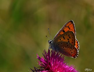 Byk Mor Bakr Gzeli (Lycaena alciphron)