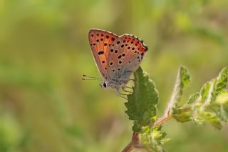 Byk Mor Bakr Gzeli (Lycaena alciphron)