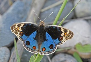 Dicle Gzeli (Junonia orithya)