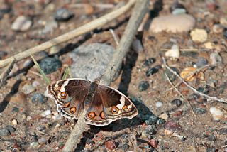 Dicle Gzeli (Junonia orithya)