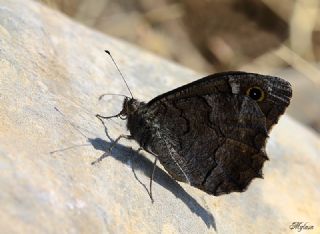 Anadolu Karamelei (Hipparchia fatua)