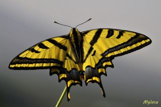 Kaplan Krlangkuyruk (Papilio alexanor)
