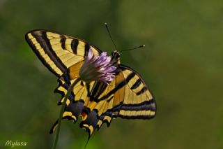 Kaplan Krlangkuyruk (Papilio alexanor)