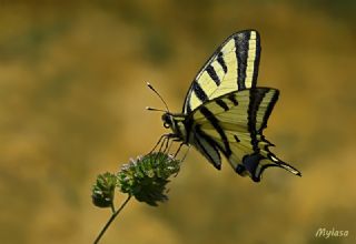 Kaplan Krlangkuyruk (Papilio alexanor)