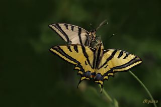 Kaplan Krlangkuyruk (Papilio alexanor)