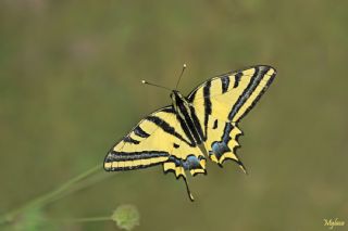 Kaplan Krlangkuyruk (Papilio alexanor)