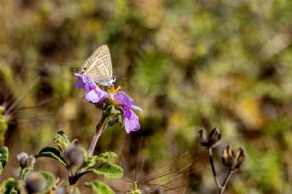 Lampides (Lampides boeticus)