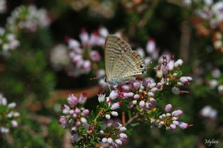 Lampides (Lampides boeticus)