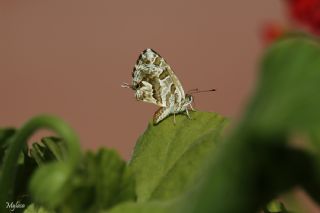 Sardunya Zebras, Geranyum Bronzu (Cacyreus marshalli)