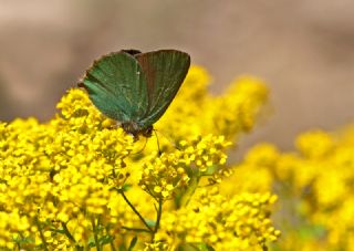 Byk Zmrt (Callophrys herculeana)