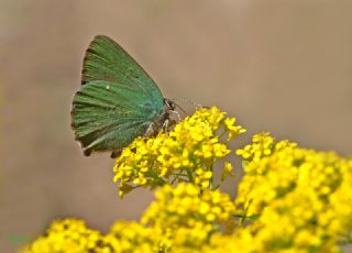 Byk Zmrt (Callophrys herculeana)