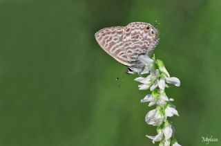 Mavi Zebra (Leptotes pirithous)