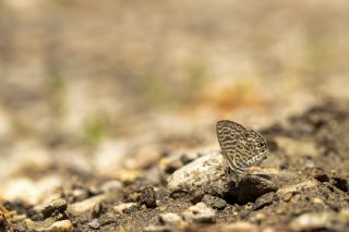 Mavi Zebra (Leptotes pirithous)