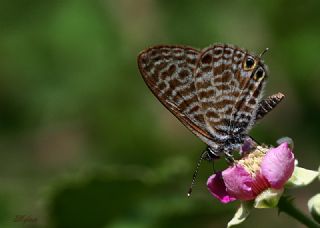 Mavi Zebra (Leptotes pirithous)