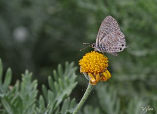 Mavi Zebra (Leptotes pirithous)