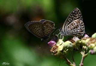 Mavi Zebra (Leptotes pirithous)