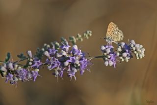 Mavi Zebra (Leptotes pirithous)