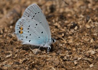 Everes&nbsp;(Cupido&nbsp;argiades)