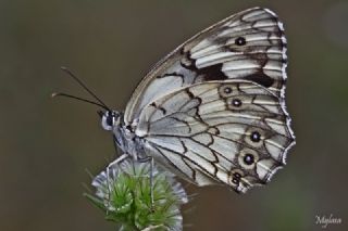 Akdeniz Melikesi (Melanargia titea)